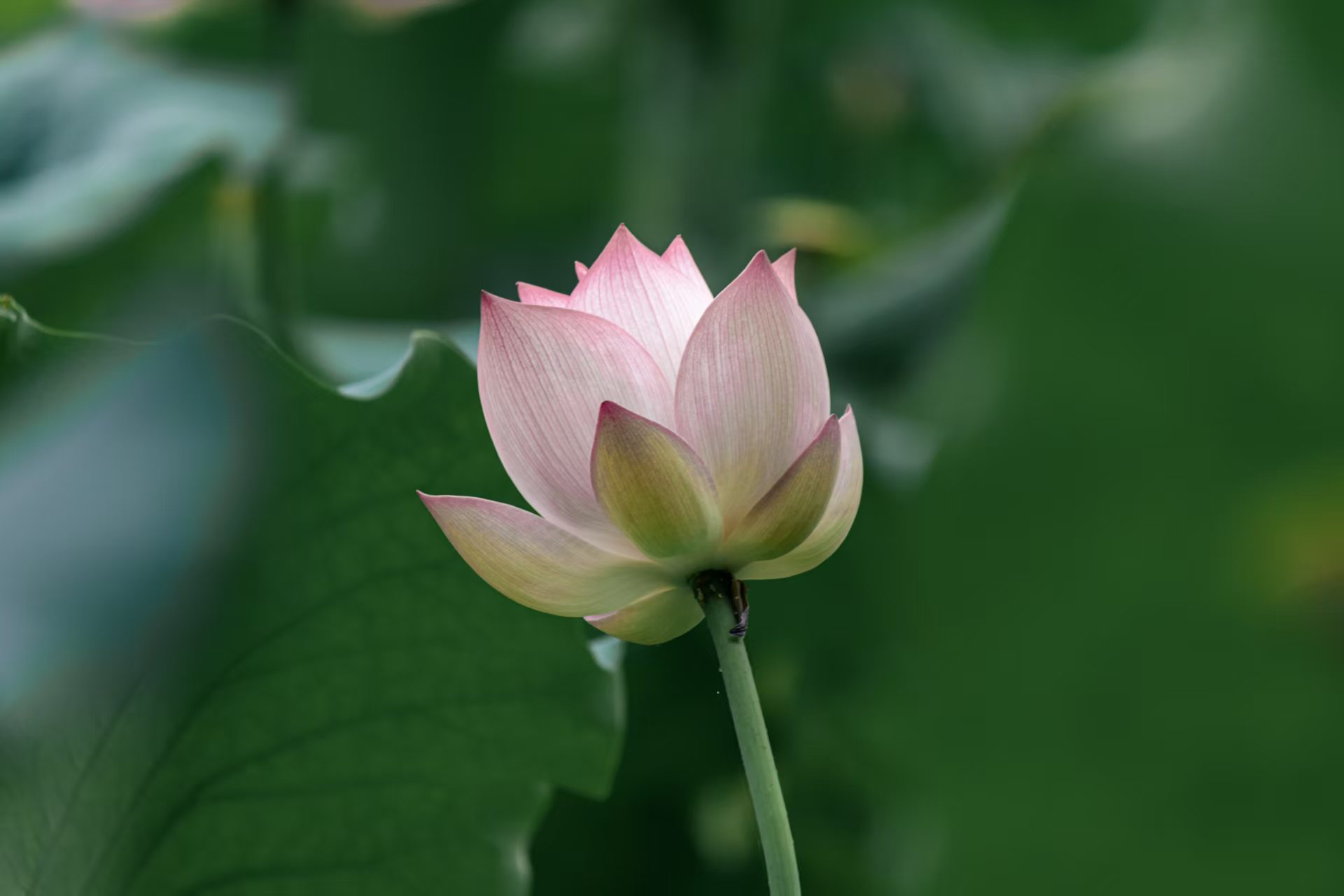 玉盏